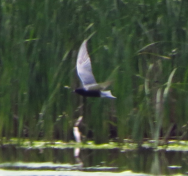 Black Tern Gardner wetlands 5_17_2014